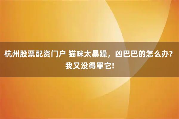 杭州股票配资门户 猫咪太暴躁，凶巴巴的怎么办? 我又没得罪它!